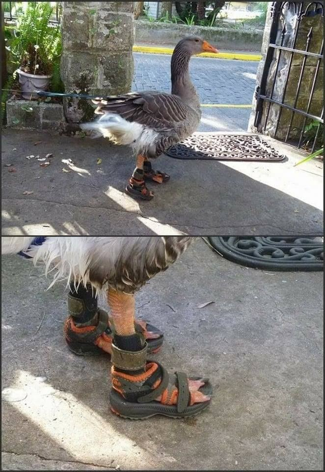 weird picture - goose with sandals