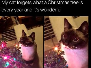 wholesome - christmas memes - My cat forgets what a Christmas tree is every year and it's wonderful