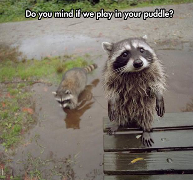 wholesome - racoon standing - Do you mind if we play in your puddle?