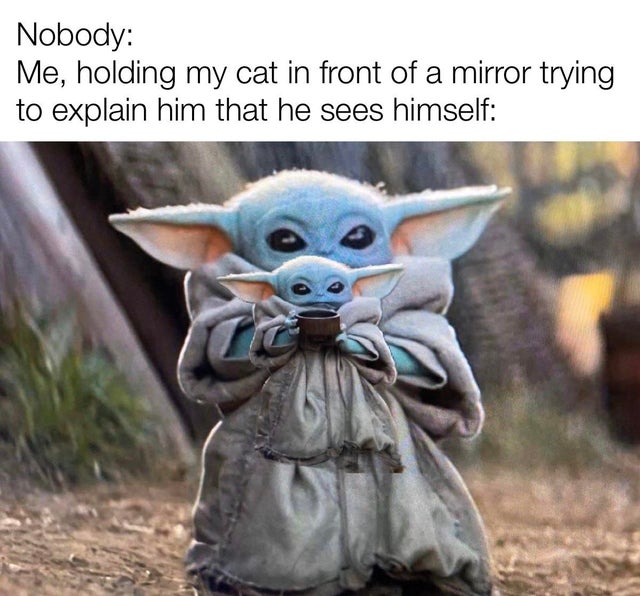 wholesome - baby yoda gun meme - Nobody Me, holding my cat in front of a mirror trying to explain him that he sees himself