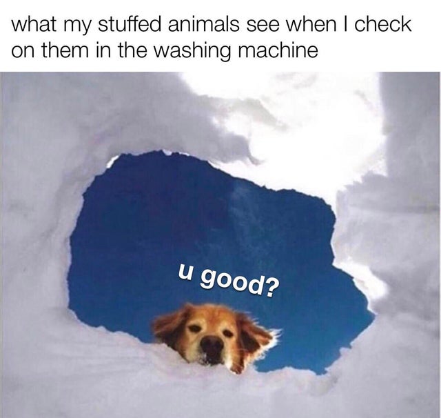 wholesome - doggo memes - what my stuffed animals see when I check on them in the washing machine u good?