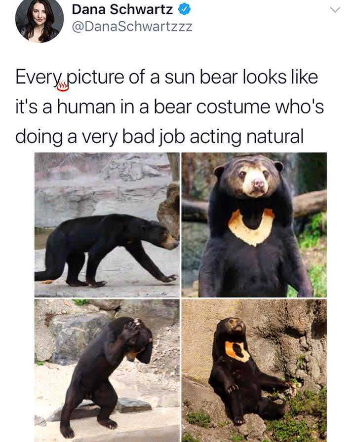 sun bear meme - Dana Schwartz Every picture of a sun bear looks it's a human in a bear costume who's doing a very bad job acting natural
