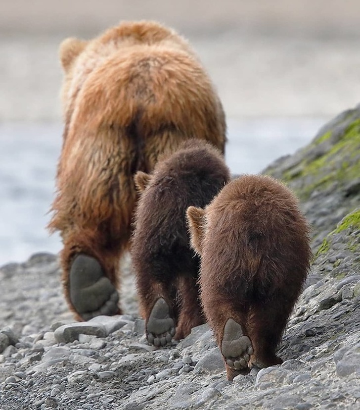 A bear family walking in perfect unison.