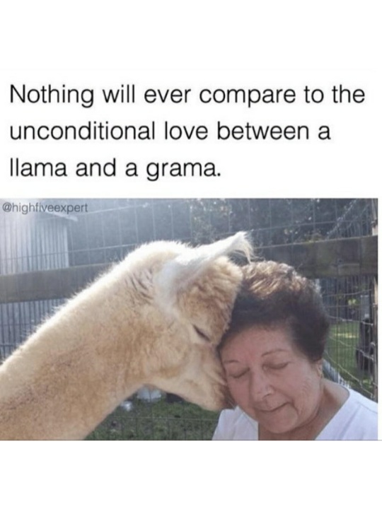 clean meme - Internet meme - Nothing will ever compare to the unconditional love between a llama and a grama.
