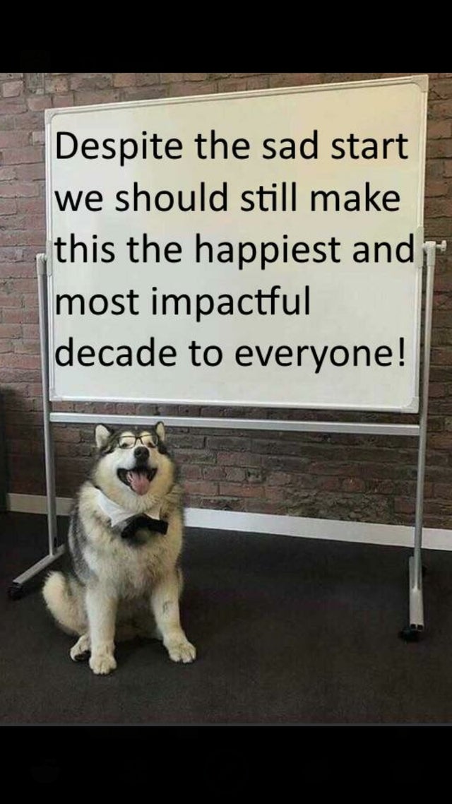 clean meme - dog presentation meme template - Despite the sad start we should still make this the happiest and most impactful decade to everyone!