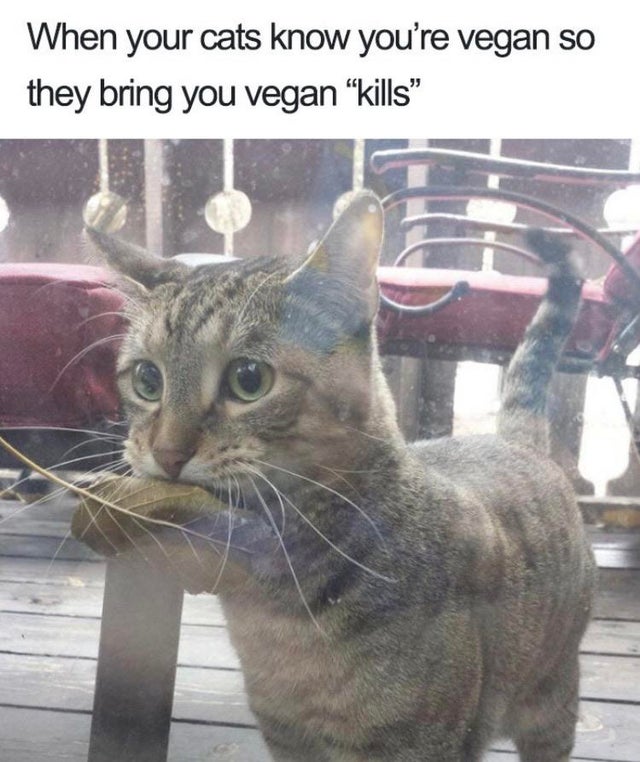 clean meme - cat with leaf - When your cats know you're vegan so they bring you vegan kills
