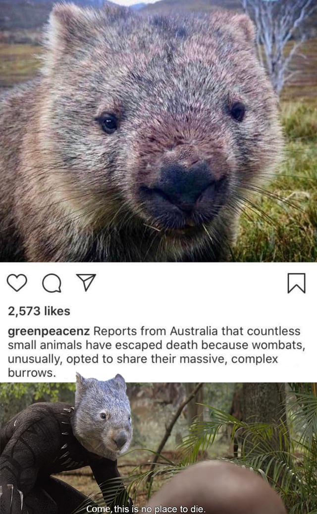 Q 2,573 greenpeacenz Reports from Australia that countless small animals have escaped death because wombats, unusually, opted to their massive, complex burrows. Come, this is no place to die