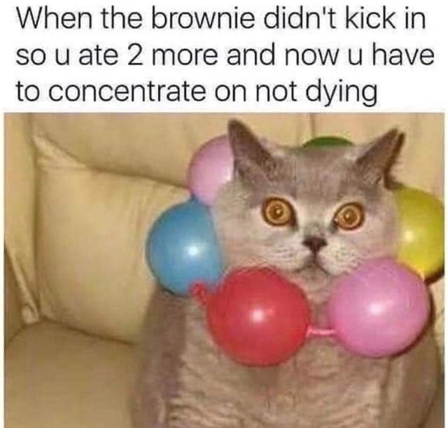 cat sobriety memes - When the brownie didn't kick in so u ate 2 more and now u have to concentrate on not dying