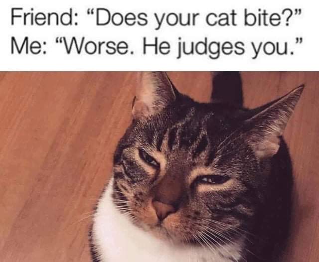 does your cat bite judge meme - Friend Does your cat bite?" Me "Worse. He judges you."