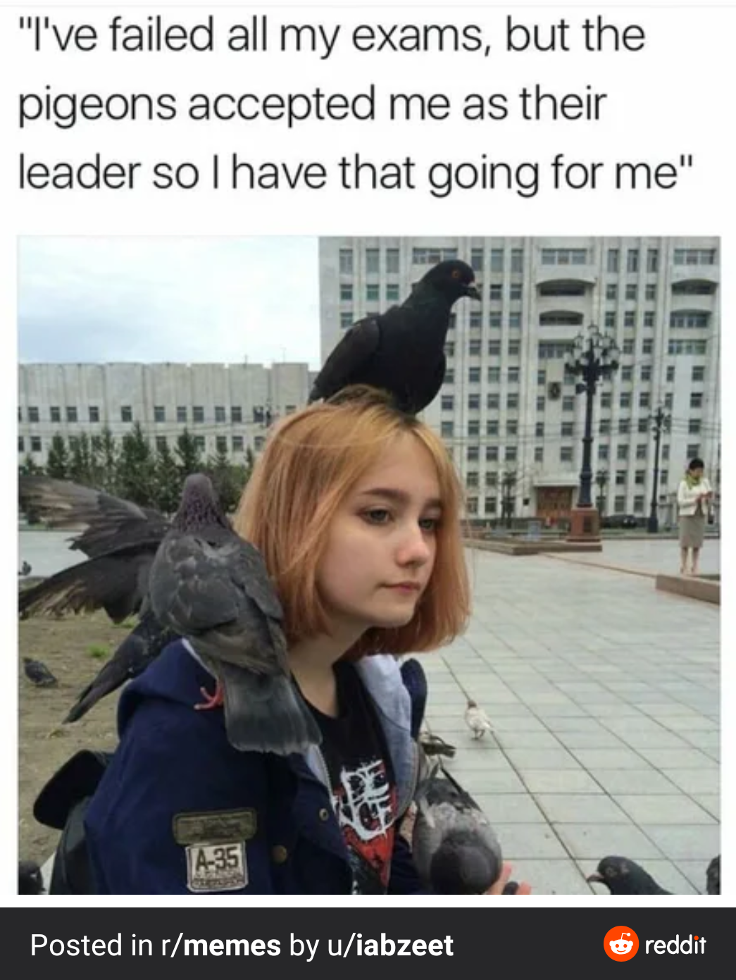 pigeons accepted me as their leader - "I've failed all my exams, but the pigeons accepted me as their leader so I have that going for me" Posted in rmemes by uiabzeet reddit