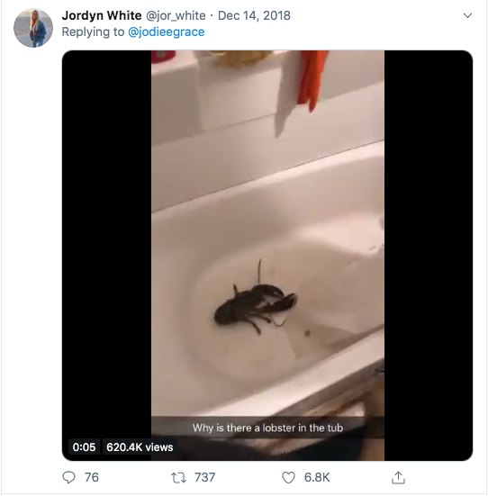 website - Jordyn White . Why is there a lobster in the tub views 9 76 11 737 I