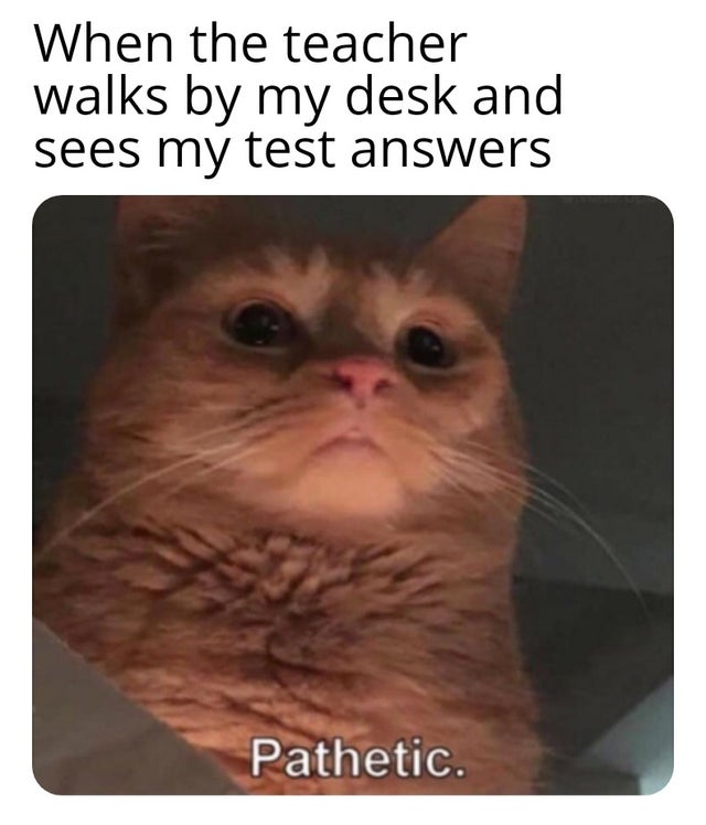 humpday - pathetic meme cat - When the teacher walks by my desk and sees my test answers Pathetic.