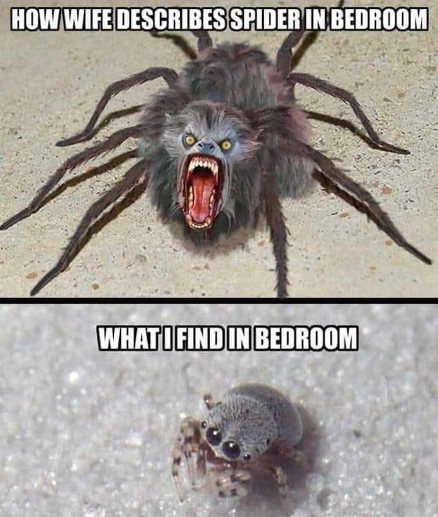 humpday - things i do for love - How Wife Describes Spider In Bedroom Whatifind In Bedroom