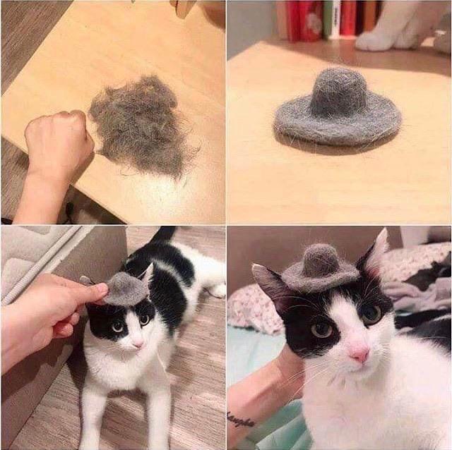 cat hair hat meme