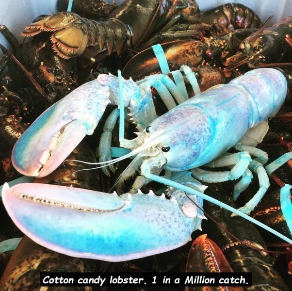 cotton candy colored lobster - Cotton candy lobster. 1 in a Million catch.