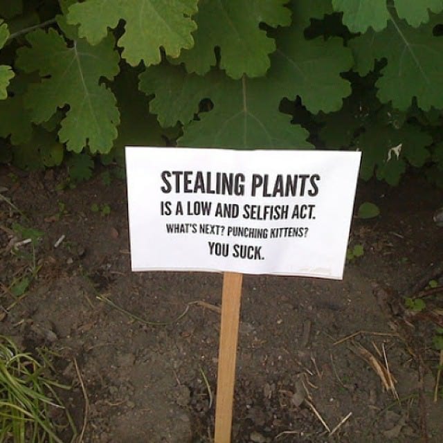 plant thieves - Stealing Plants Is A Low And Selfish Act. What'S Next? Punching Kittens? You Suck.