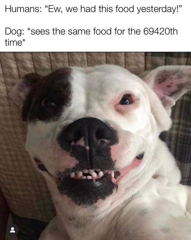 photo caption - Humans Ew, we had this food yesterday!" Dog sees the same food for the 69420th time