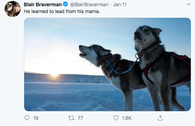 mushing - Blair Braverman . Jan 11 He learned to lead from his mama. O 19 27 77