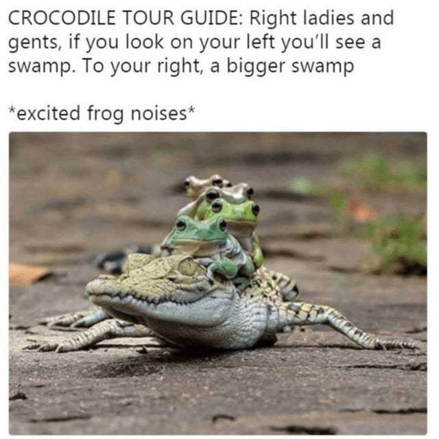 crocodile memes - Crocodile Tour Guide Right ladies and gents, if you look on your left you'll see a swamp. To your right, a bigger swamp excited frog noises