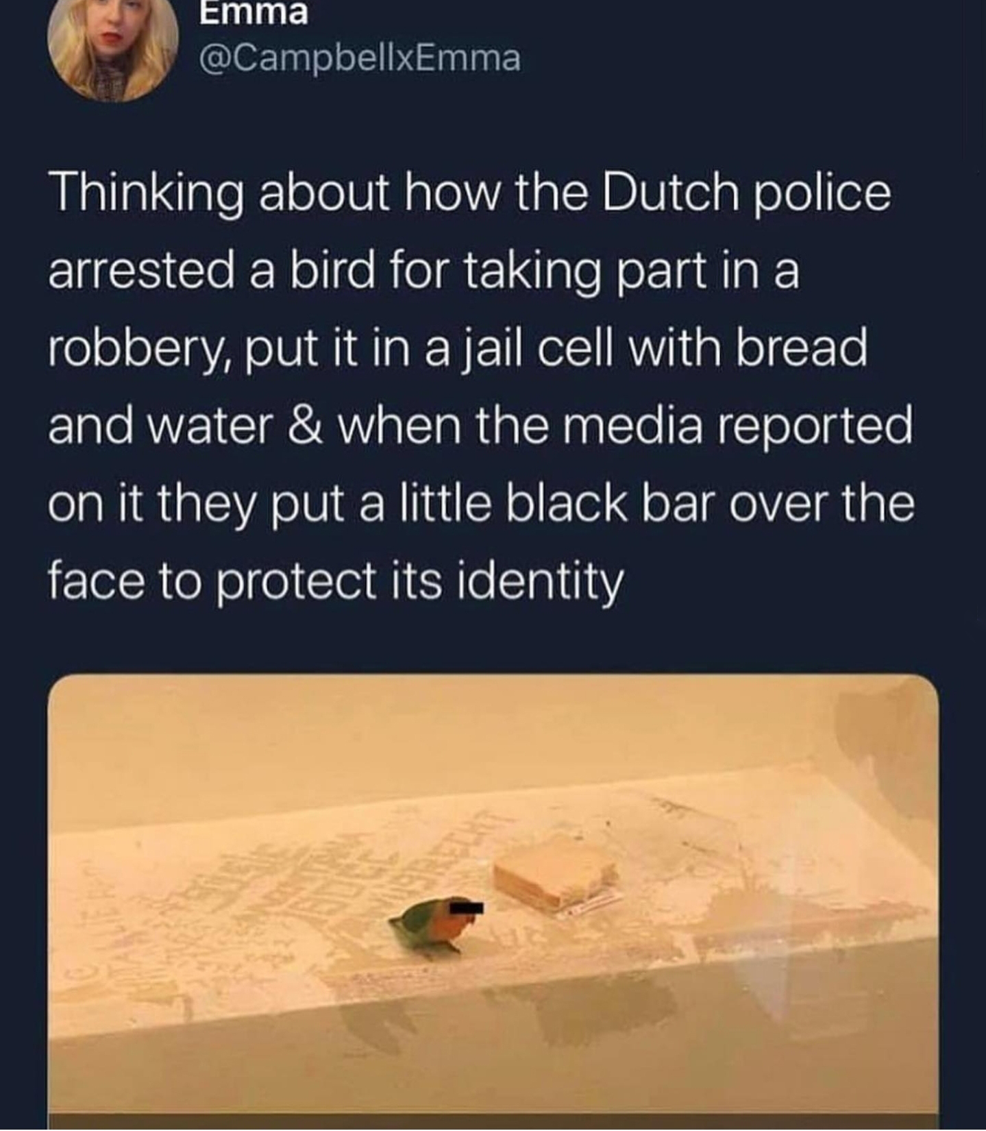 material - Emma Thinking about how the Dutch police, arrested a bird for taking part in a robbery, put it in a jail cell with bread and water & when the media reported on it they put a little black bar over the face to protect its identity