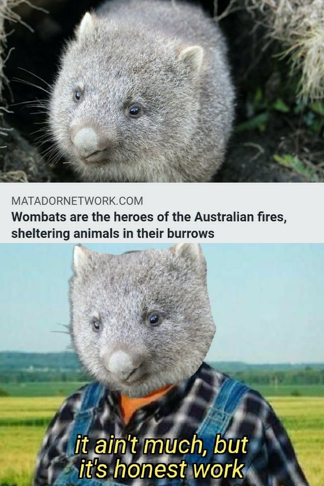 farmer simple life meme - Matadornetwork.Com Wombats are the heroes of the Australian fires, sheltering animals in their burrows it ain't much, but it's honest work