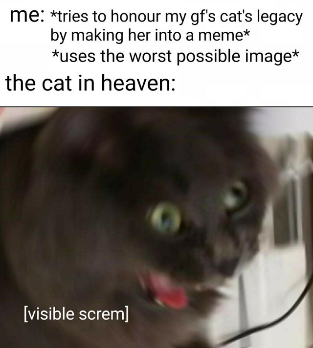 photo caption - me tries to honour my gf's cat's legacy by making her into a meme uses the worst possible image the cat in heaven visible screm