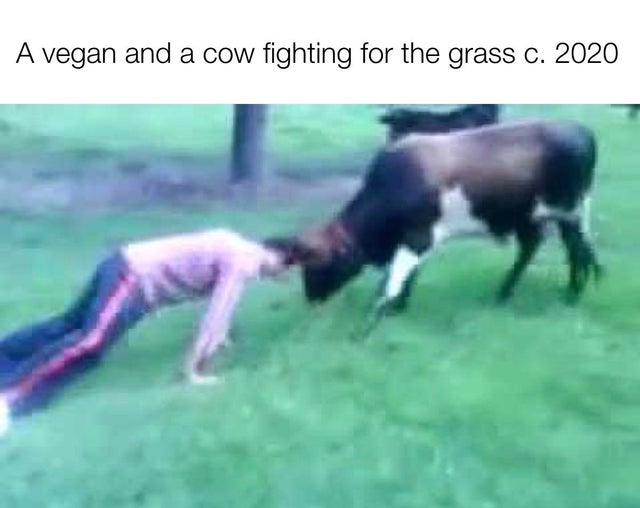 photo caption - A vegan and a cow fighting for the grass c. 2020