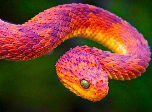 pretty snake