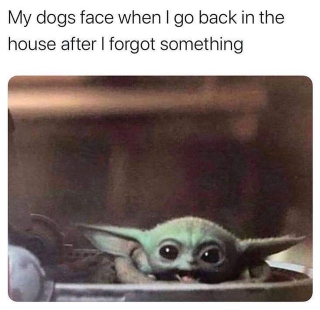 my dogs face when i come back - My dogs face when I go back in the house after I forgot something