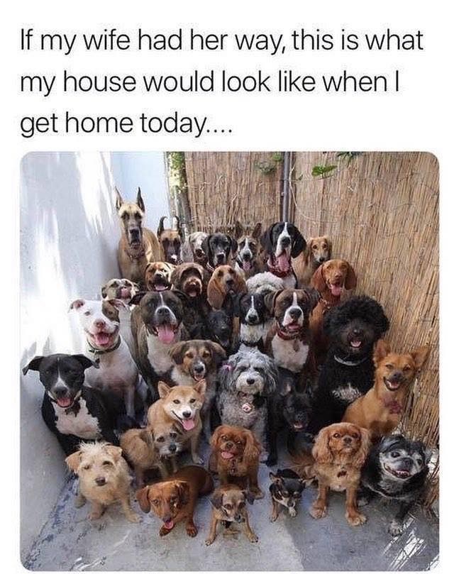 many kids do you want meme - If my wife had her way, this is what my house would look when I get home today....