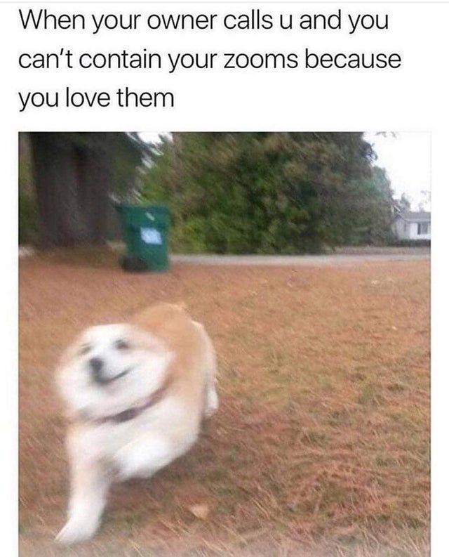 cleanmemes com memes - When your owner calls u and you can't contain your zooms because you love them