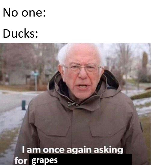 bernie sanders - No one Ducks I am once again asking for grapes