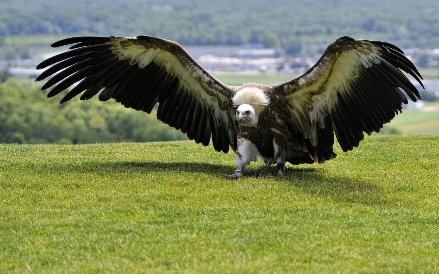 big vulture bird