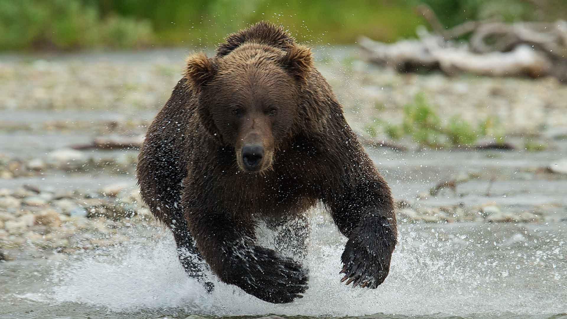 bear charging