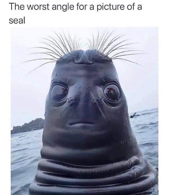 photo caption - The worst angle for a picture of a seal