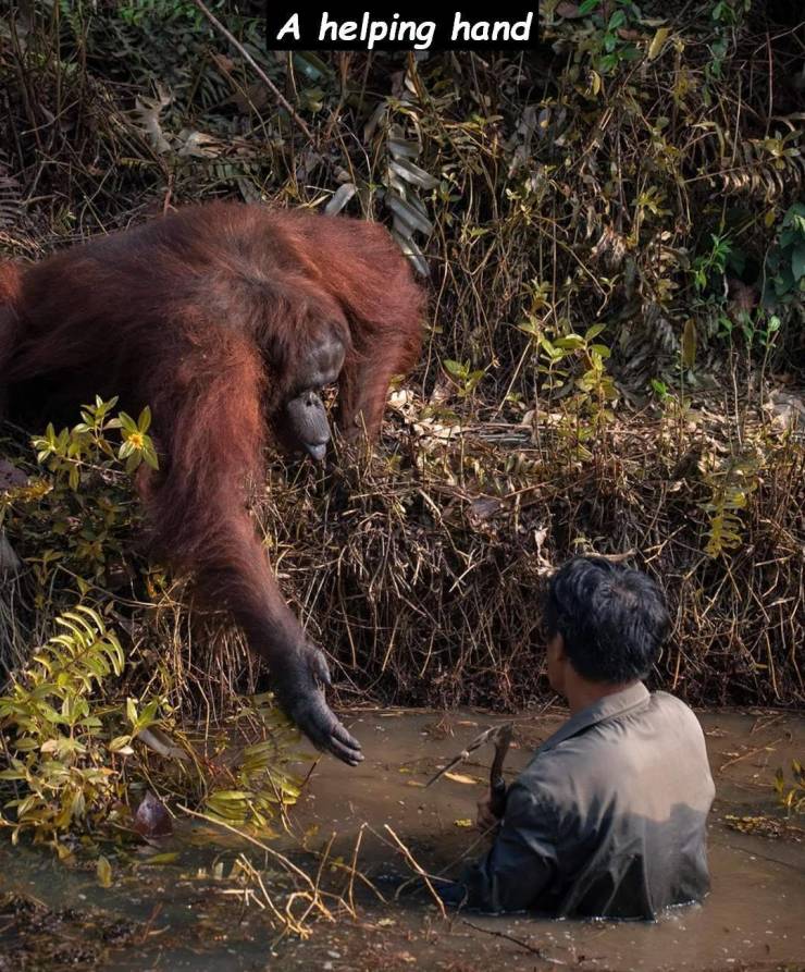 orangutan - A helping hand
