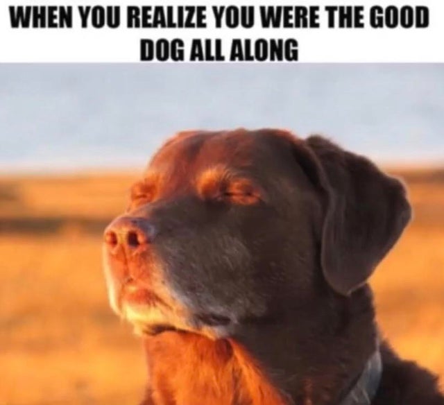 wholesome - cute dog memes - When You Realize You Were The Good Dog All Along