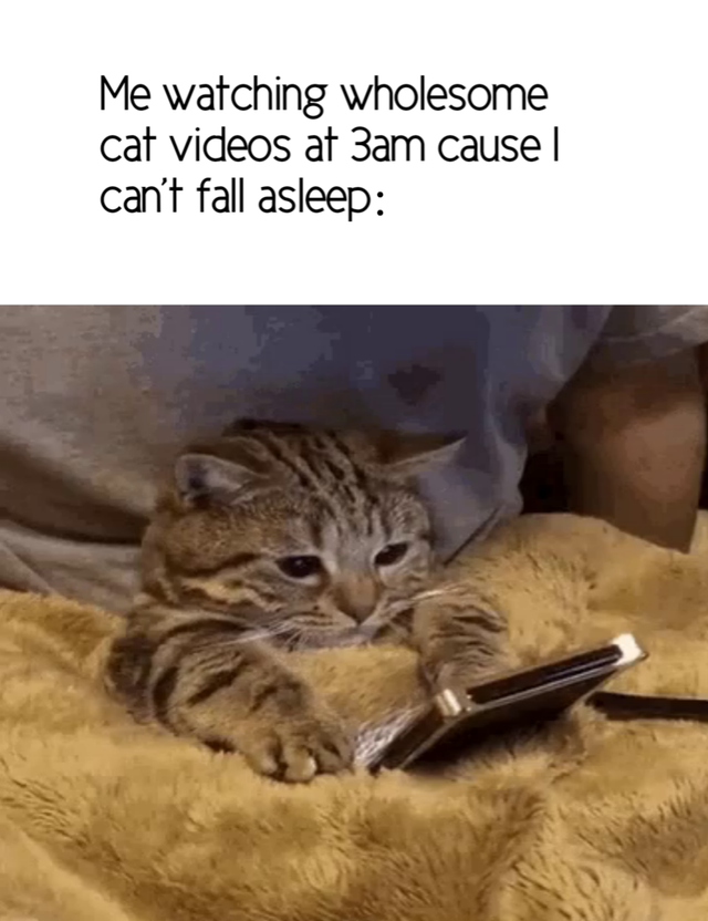wholesome - cat looking at phone - Me watching wholesome cat videos at 3am cause | can't fall asleep