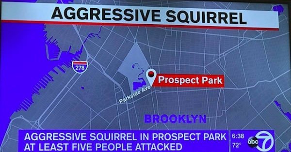 sky - Aggressive Squirrel Prospect Park Parkside Ave Brooklyn Aggressive Squirrel In Prospect Park At Least Five People Attacked 72 abc