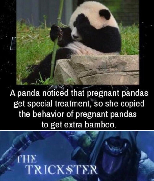 dank meme - weird facts - A panda noticed that pregnant pandas get special treatment, so she copied the behavior of pregnant pandas to get extra bamboo. Che Trickster
