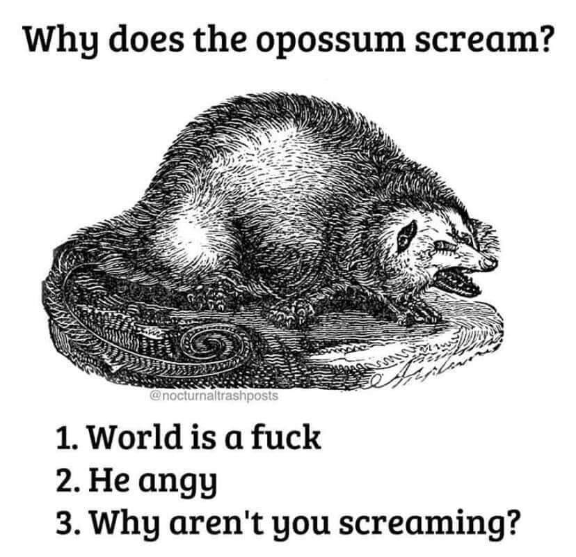 dark meme - head - Why does the opossum scream? Wit S In Privir 1. World is a fuck 2. He angy 3. Why aren't you screaming?