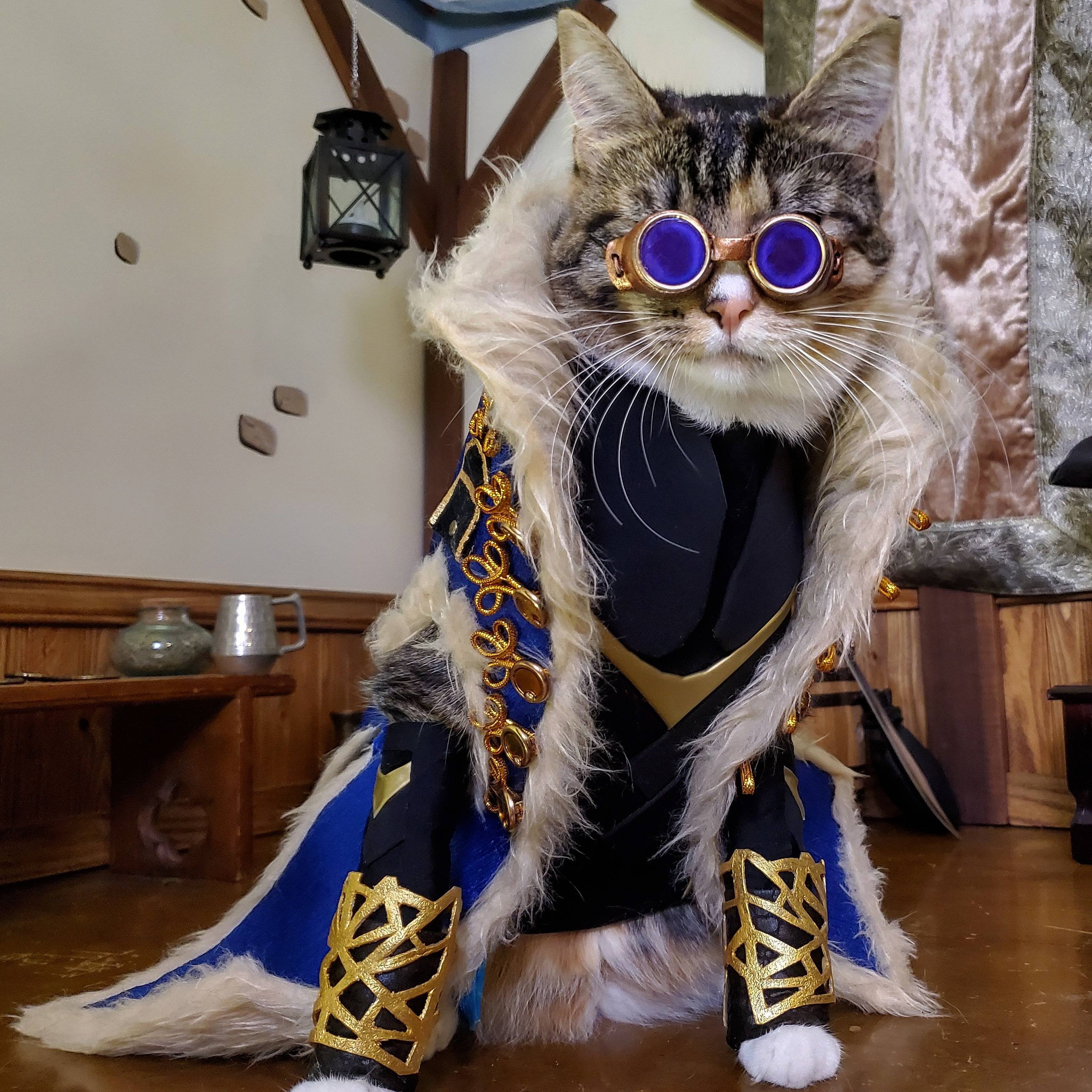 cosplay - cat cosplay
