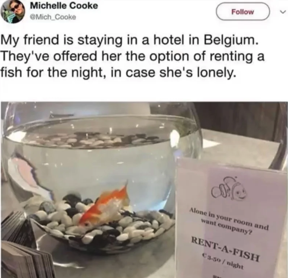 belgium hotel rent a fish - Michelle Cooke Mich_Cooke My friend is staying in a hotel in Belgium. They've offered her the option of renting a fish for the night, in case she's lonely. Alone in your room and want company? RentAFish 3.50 night