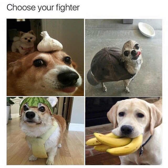 choose your fighter dog meme - Choose your fighter