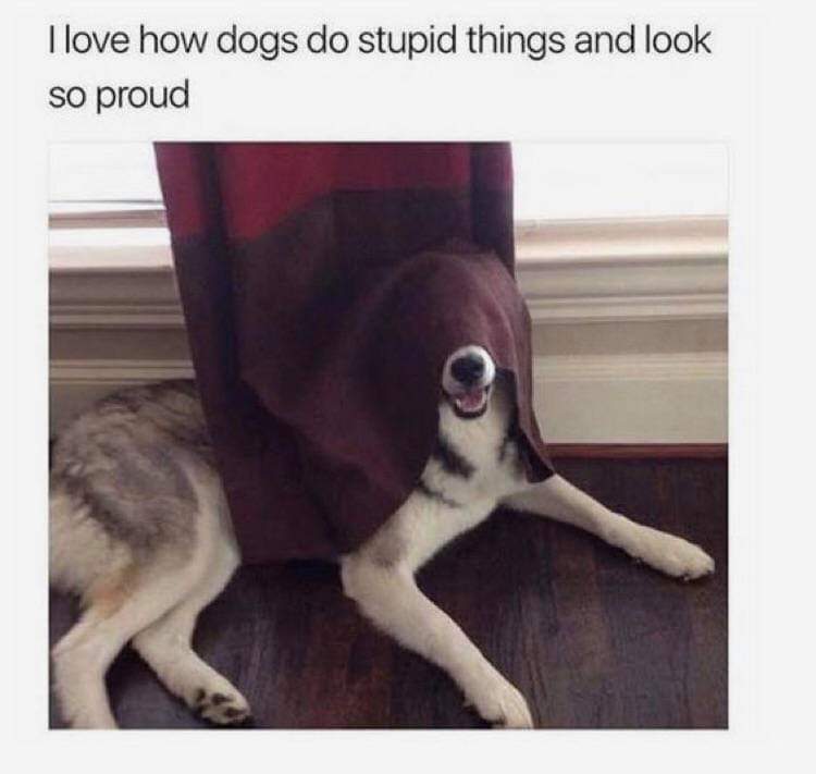 love how dogs do stupid things - I love how dogs do stupid things and look so proud