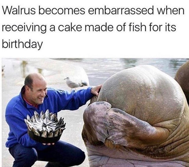 wholesome - embarrassed walrus - Walrus becomes embarrassed when receiving a cake made of fish for its birthday