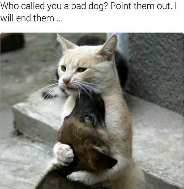 wholesome - bad dog meme - Who called you a bad dog? Point them out. I will end them ...