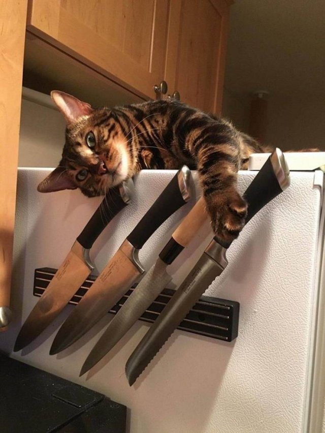cat with knives