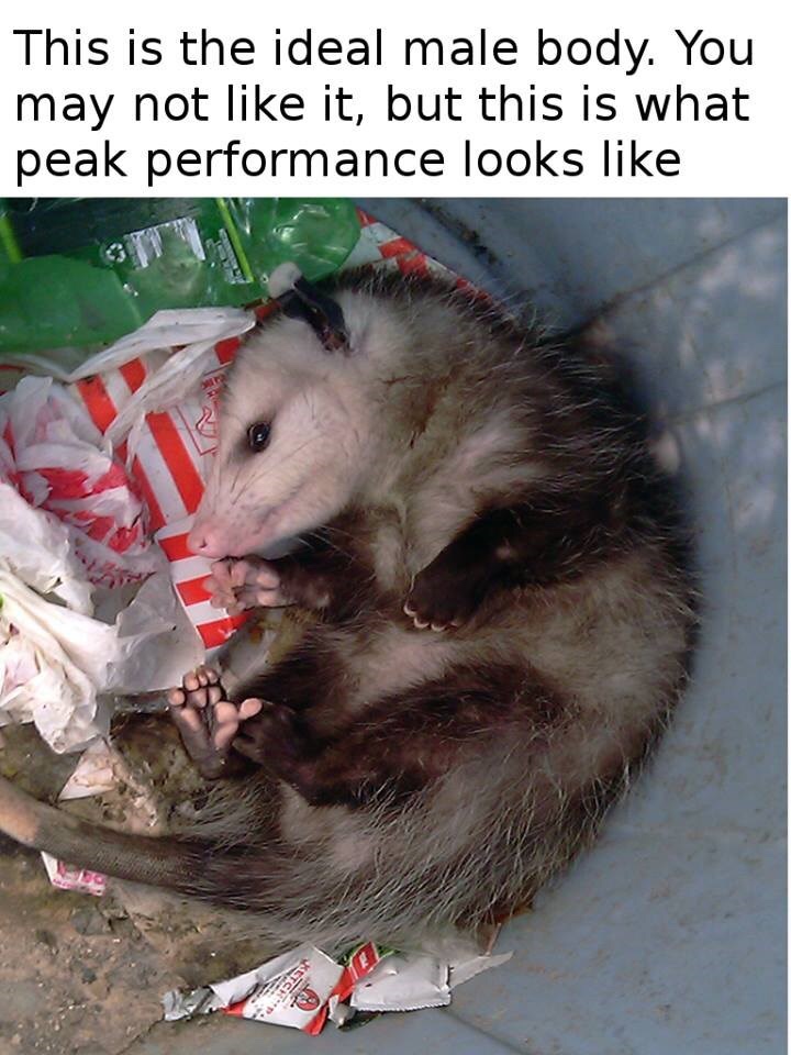 opossum scream at own ass - This is the ideal male body. You may not it, but this is what peak performance looks