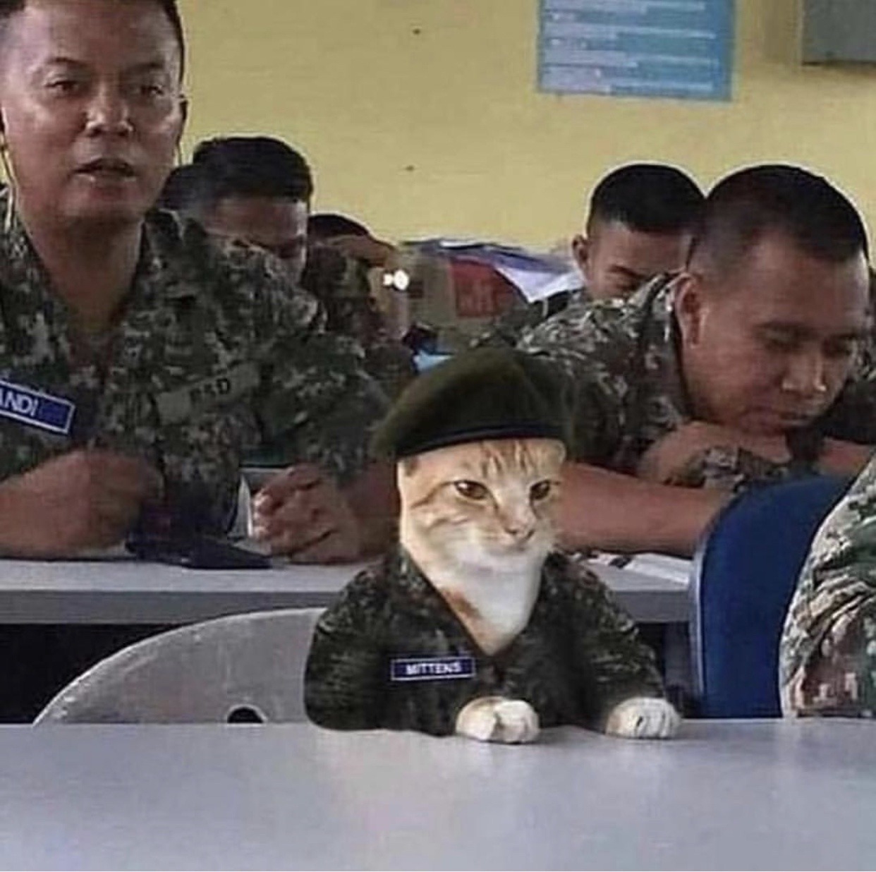 mittens military cat - Tadi
